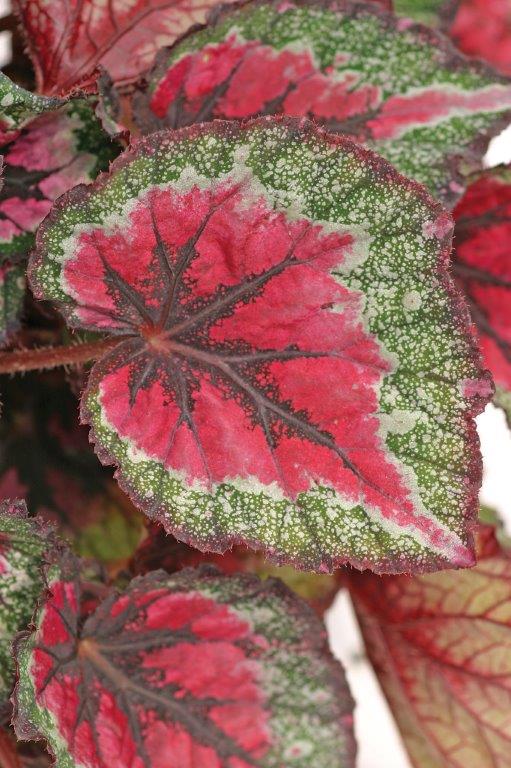 B. ‘Cancun Christmas’
